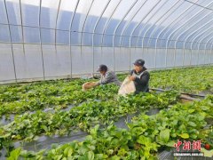 （乡村行·看振兴）山西长子：草莓产业